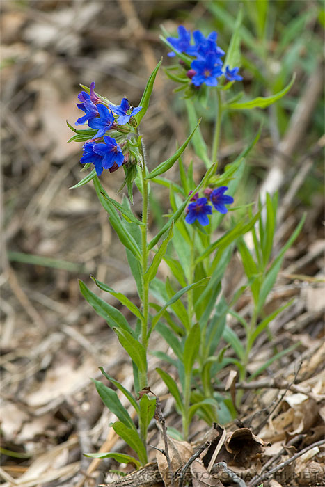 Buglossoides purpurocaerulea